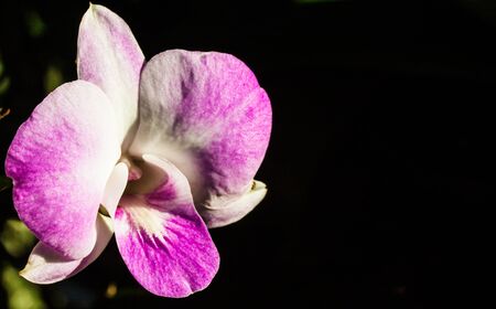 Colorful orchids growing in a gardenの写真素材