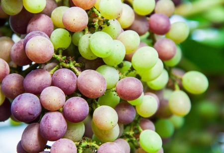 Wine Seasonの写真素材