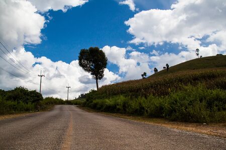Corn Field and blue skyの写真素材