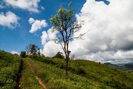 Summer landscape with green grass, road and cloudsの写真素材