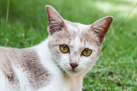 thai white cat