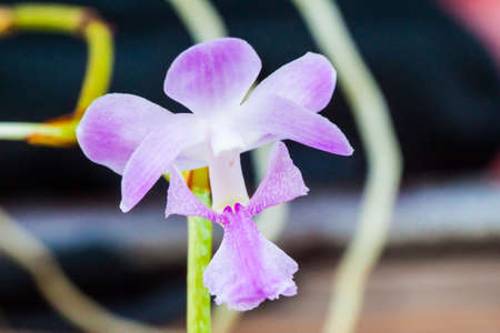 Thai orchids grown as ornamental plants.