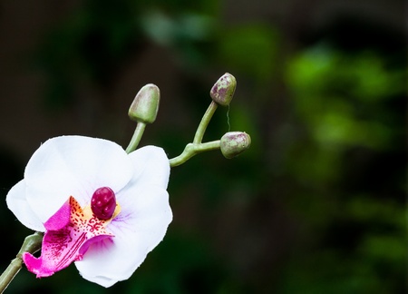 White orchid on a black background in botanicの写真素材