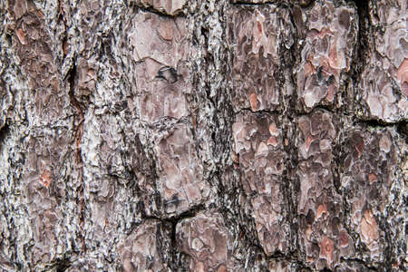 Old Wood Tree Texture Background Patternの写真素材