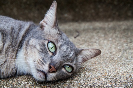 Thai Catの写真素材