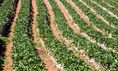 strawberry field