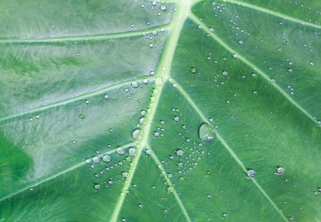 green leaf and water dropの写真素材