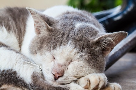 portrait adult tabby catの写真素材