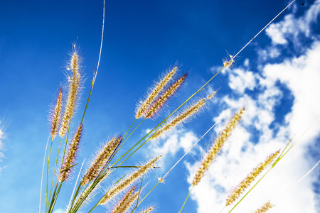 dry grass in the sky background
