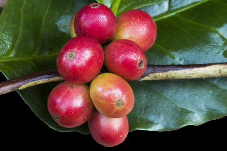 Red coffee beans on a branch of coffee tree, ripe and unripe berries isolated on black backgroundの写真素材
