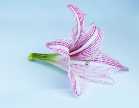 Flower Hippeastrum Flower colorの写真素材