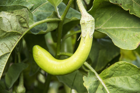 green  eggplants growingの写真素材