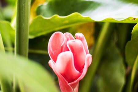 Torch Ginger on natural light in the garden.の写真素材