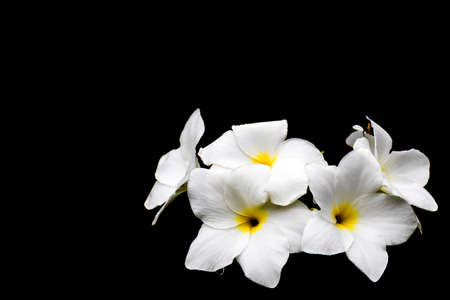 white flower on black backgroundの写真素材