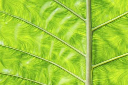 green leaves texture and background