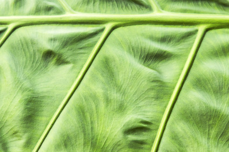 green leaves texture and background