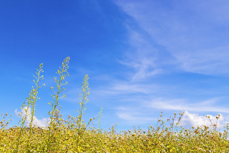 Flowers grass on the mountain and blue skyの写真素材