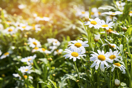 Blur and soft daisy flower backgroundの写真素材