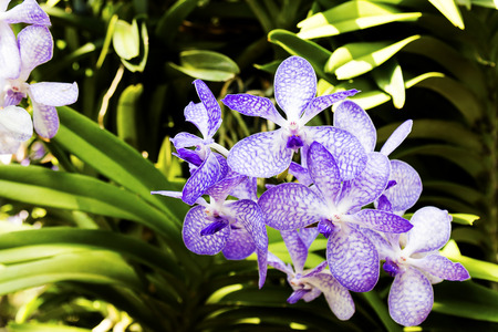 beautiful orchid flower background in gardenの写真素材