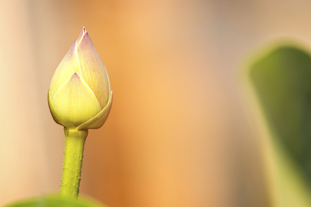 Beautiful pink lotus bud on green leave backgroundの写真素材