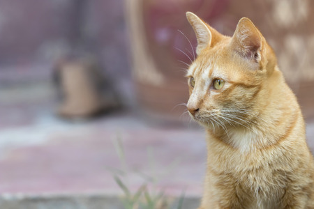Thai cat with yellow eyes