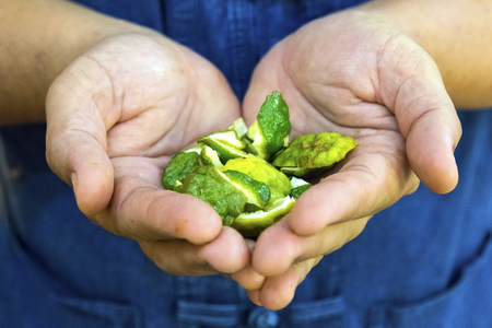  Thai herb, Bergamot in handの写真素材