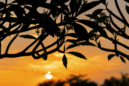Silhouette of blossoming plumeria tree in the sunsetの写真素材