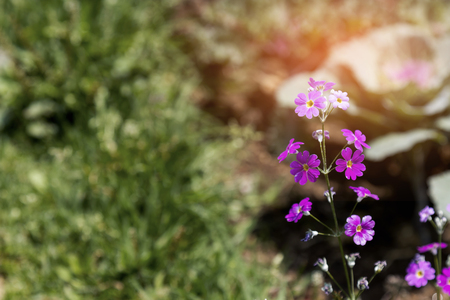 Violet Flower blurred backgroundの写真素材