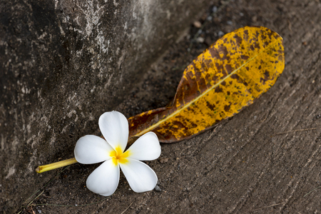 Leafy white blossom plumeria drops to the ground with dry leaves.の写真素材