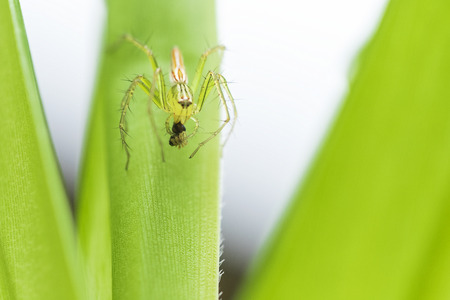 Close Up of nature leaves green blur. In the spring Under the morning light. Insect on leaves.Use as...