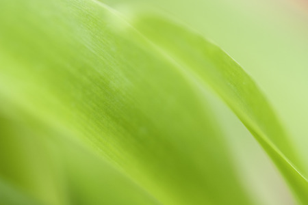 Closeup of nature leaves green blur. In the spring Under the morning light. Use as background and wallpapers.の写真素材