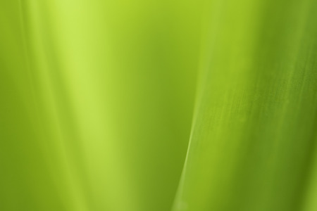 Closeup of nature leaves green blur. In the spring Under the morning light. Use as background and wallpapers.の写真素材
