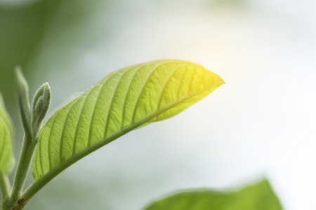 Closeup of nature leaves green blur. In the spring Under the morning light. Use as background and...