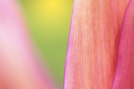 Closeup of nature leaves red blur. In the spring Under the morning light. Use as background and wallpapers.の写真素材