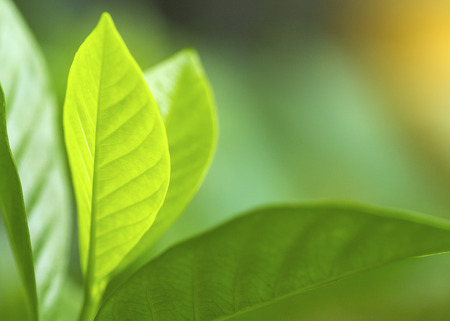 Closeup of nature leaves green blur. In the spring Under the morning light. Use as background and wallpapers.の写真素材