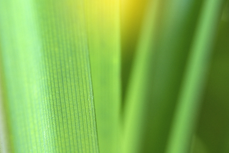 Closeup of nature leaves green blur. In the spring Under the morning light. Use as background and wallpapers.の写真素材