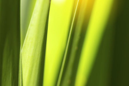 Closeup of nature leaves green blur. In the spring Under the morning light. Use as background and wallpapers.の写真素材