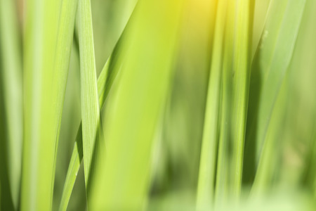 Closeup of nature leaves green blur. In the spring Under the morning light. Use as background and wallpapers.の写真素材