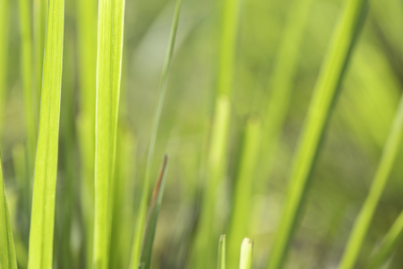 Closeup of nature leaves green blur. In the spring Under the morning light. Use as background and wallpapers.の写真素材