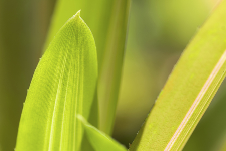 Closeup of nature leaves green blur. In the spring Under the morning light. Use as background and wallpapers.の写真素材