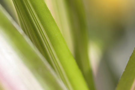 Closeup of nature leaves green blur. In the spring Under the morning light. Use as background and wallpapers.の写真素材