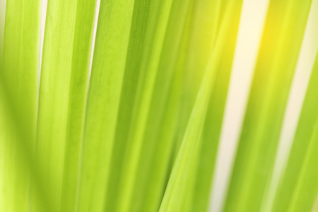 Closeup of nature leaves green blur. In the spring Under the morning light. Use as background and wallpapers.の写真素材