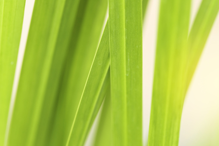 Closeup of nature leaves green blur. In the spring Under the morning light. Use as background and wallpapers.の写真素材