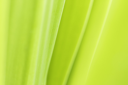 Closeup of nature leaves green blur. In the spring Under the morning light. Use as background and wallpapers.の写真素材