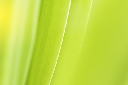 Closeup of nature leaves green blur. In the spring Under the morning light. Use as background and wallpapers.の写真素材