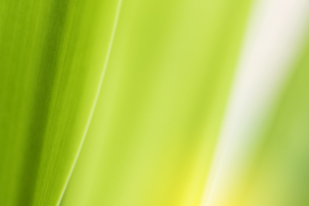 Closeup of nature leaves green blur. In the spring Under the morning light. Use as background and wallpapers.の写真素材