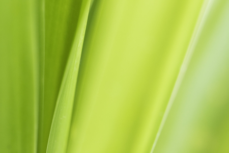 Closeup of nature leaves green blur. In the spring Under the morning light. Use as background and wallpapers.の写真素材
