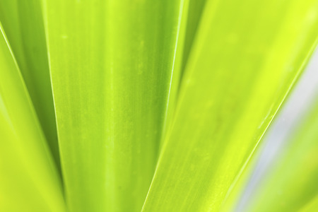 Closeup of nature leaves green blur. In the spring Under the morning light. Use as background and wallpapers.の写真素材