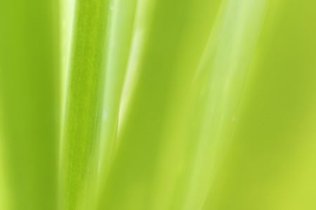 Closeup of nature leaves green blur. In the spring Under the morning light. Use as background and wallpapers.の写真素材