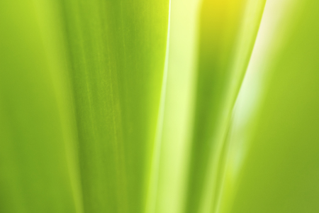 Closeup of nature leaves green blur. In the spring Under the morning light. Use as background and wallpapers.の写真素材